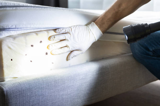 Best Wasp Removal Services  in Tullahoma, TN