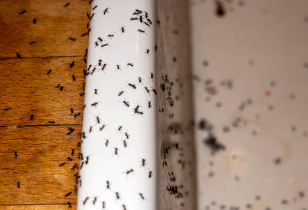 Best Spider Control Near Me  in Tullahoma, TN